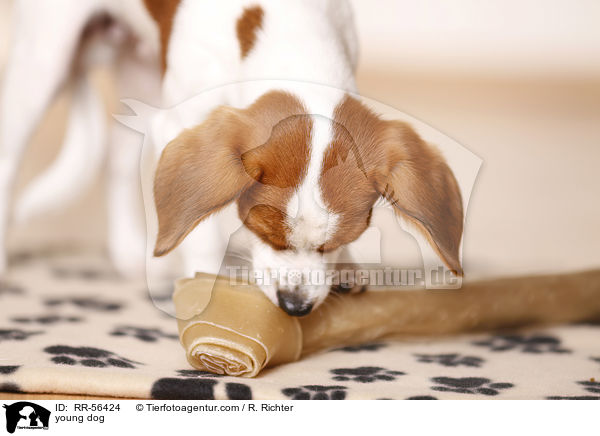 junger Hund / young dog / RR-56424