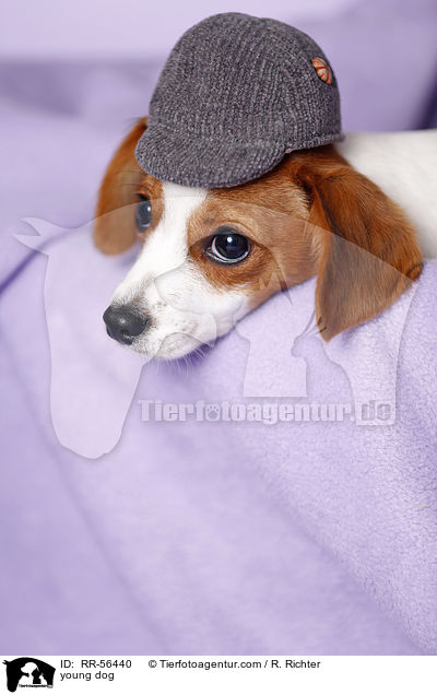young dog / RR-56440