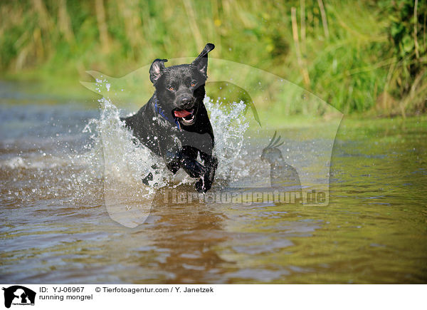 rennender Labrador-Rottweiler-Mix / running mongrel / YJ-06967