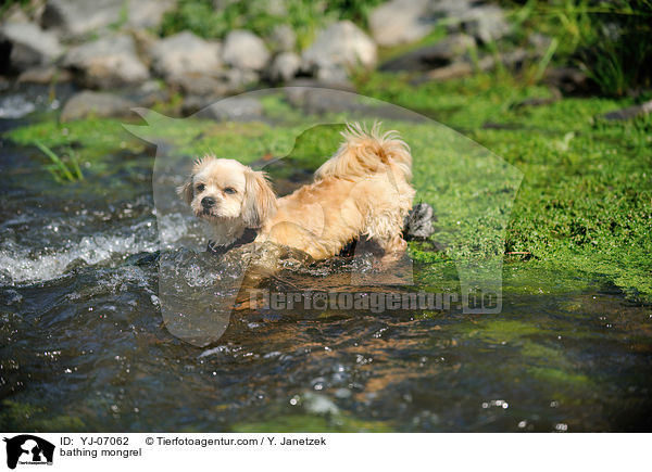 badender Malteser-Mix / bathing mongrel / YJ-07062