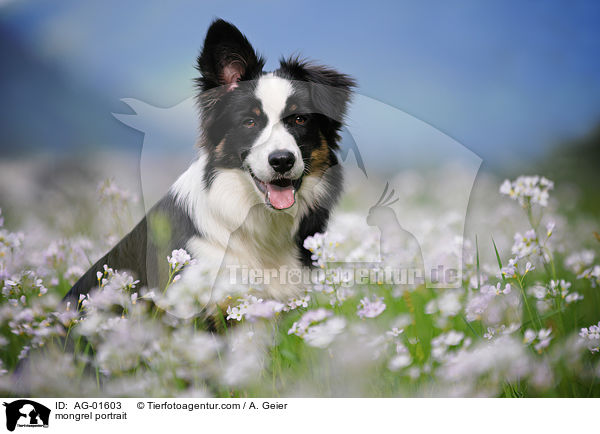 mongrel portrait / AG-01603
