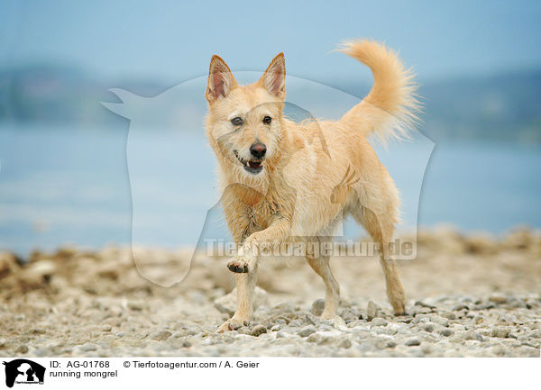 running mongrel / AG-01768
