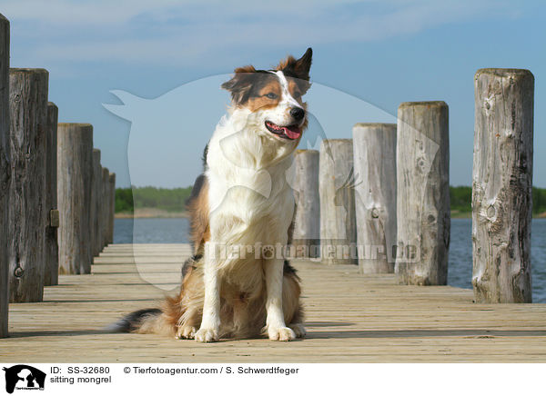 sitzender Australian-Shepherd-Border-Collie-Mix / sitting mongrel / SS-32680