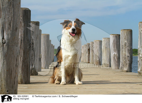 sitzender Australian-Shepherd-Border-Collie-Mix / sitting mongrel / SS-32681