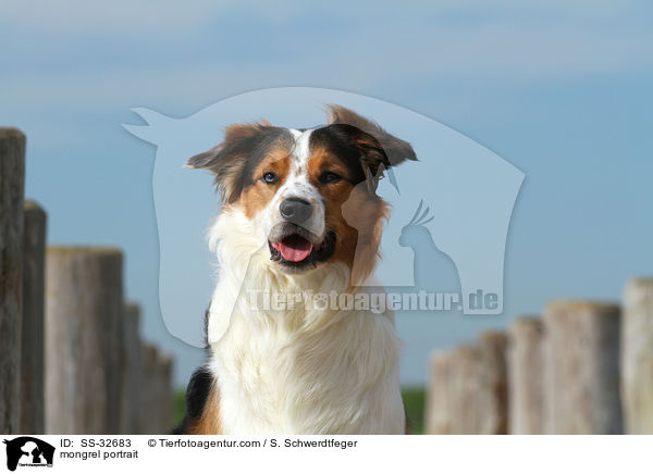 Australian-Shepherd-Border-Collie-Mix Portrait / mongrel portrait / SS-32683