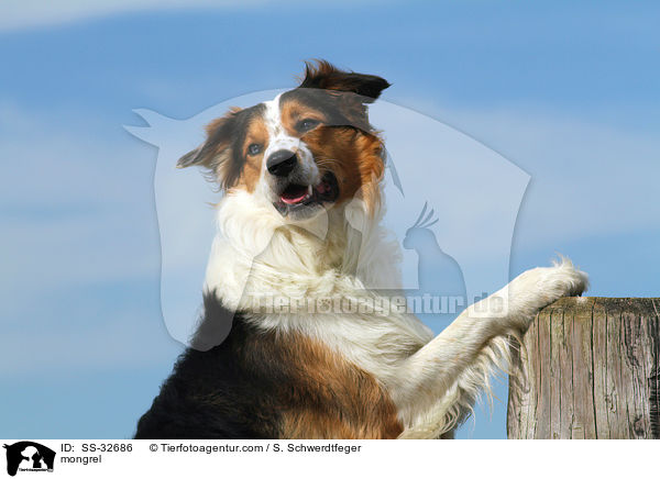Australian-Shepherd-Border-Collie-Mix / mongrel / SS-32686