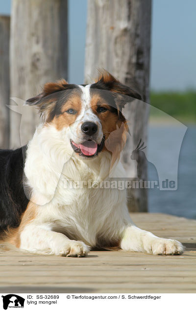 liegender Australian-Shepherd-Border-Collie-Mix / lying mongrel / SS-32689