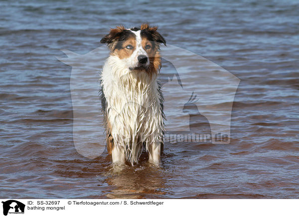 badender Australian-Shepherd-Border-Collie-Mix / bathing mongrel / SS-32697