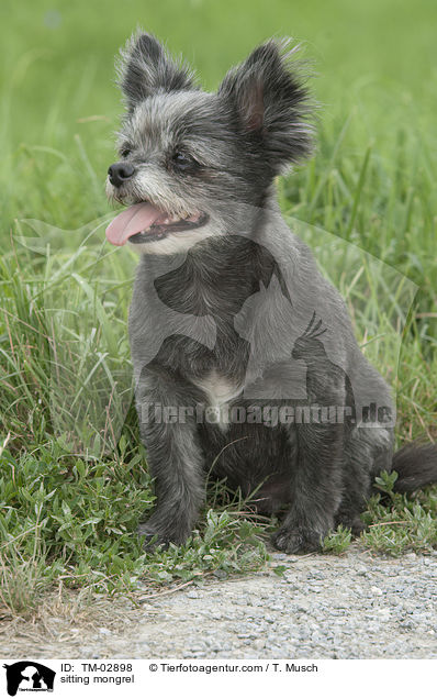sitzender Yorkshire-Terrier-Mix / sitting mongrel / TM-02898