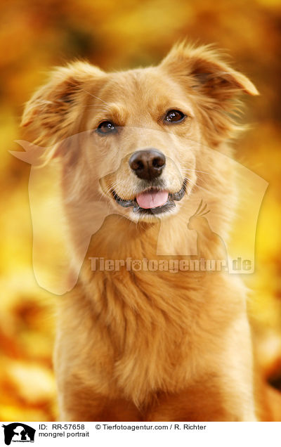 mongrel portrait / RR-57658