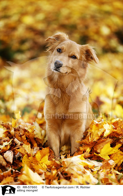 sitting mongrel / RR-57660