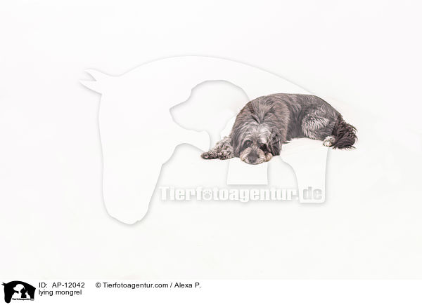 liegender Mischling / lying mongrel / AP-12042