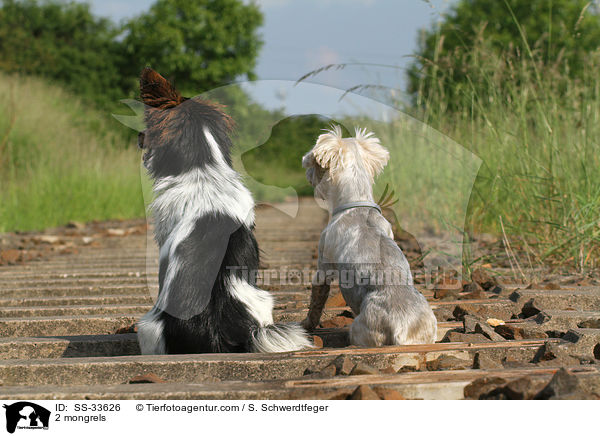 2 Mischlinge / 2 mongrels / SS-33626