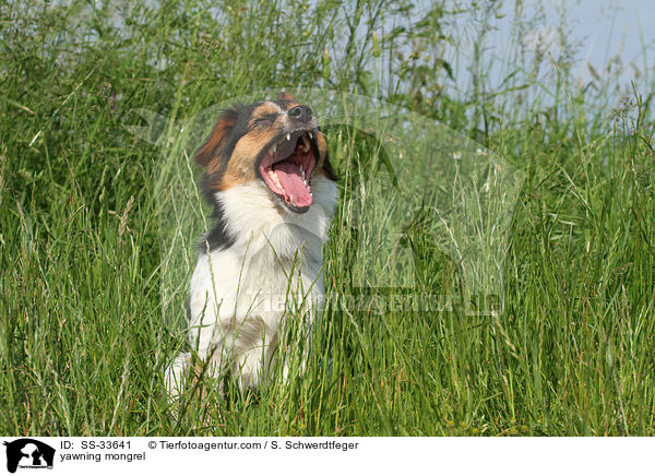 ghnender Jack-Russell-Mix / yawning mongrel / SS-33641