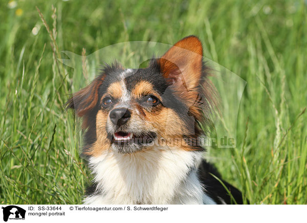 Jack-Russell-Mix Portrait / mongrel portrait / SS-33644