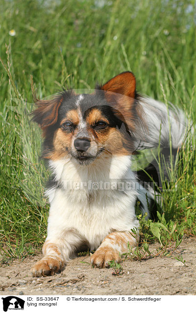 liegender Jack-Russell-Mix / lying mongrel / SS-33647
