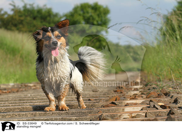 stehender Jack-Russell-Mix / standing mongrel / SS-33649