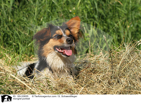 Jack-Russell-Mix Portrait / mongrel portrait / SS-33655
