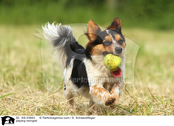 spielender Jack-Russell-Mix / playing mongrel / SS-33663