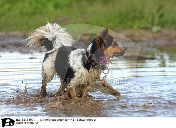 laufender Jack-Russell-Mix / walking mongrel / SS-33671