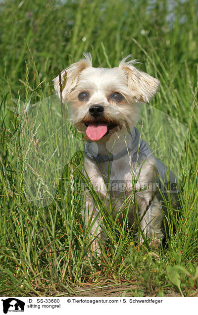 sitzender Yorkshire-Terrier-Mix / sitting mongrel / SS-33680