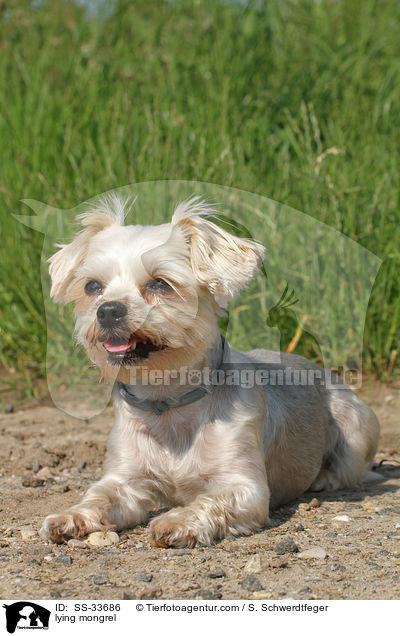 liegender Yorkshire-Terrier-Mix / lying mongrel / SS-33686