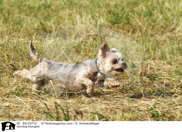 rennender Yorkshire-Terrier-Mix / running mongrel / SS-33712