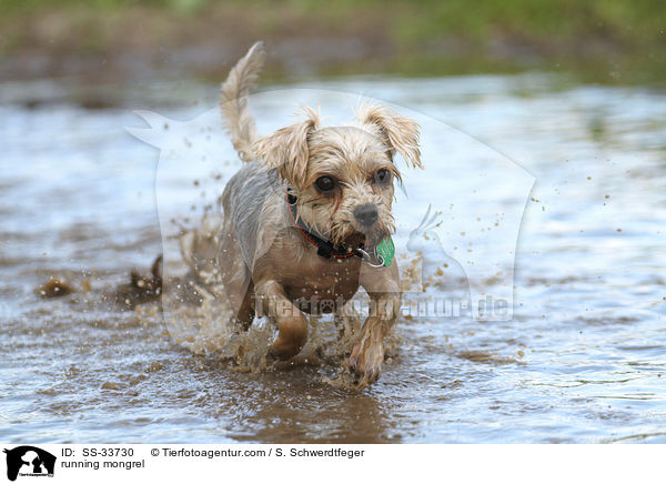 rennender Yorkshire-Terrier-Mix / running mongrel / SS-33730