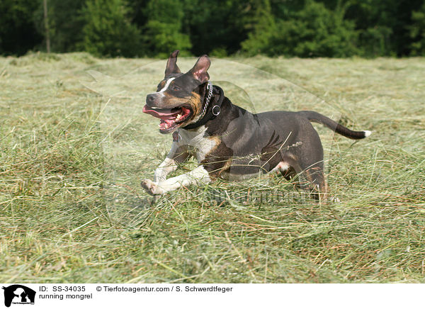 rennender Mischling / running mongrel / SS-34035