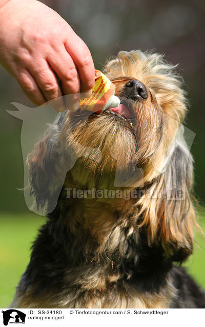 fressender Yorkshire-Terrier-Mix / eating mongrel / SS-34180