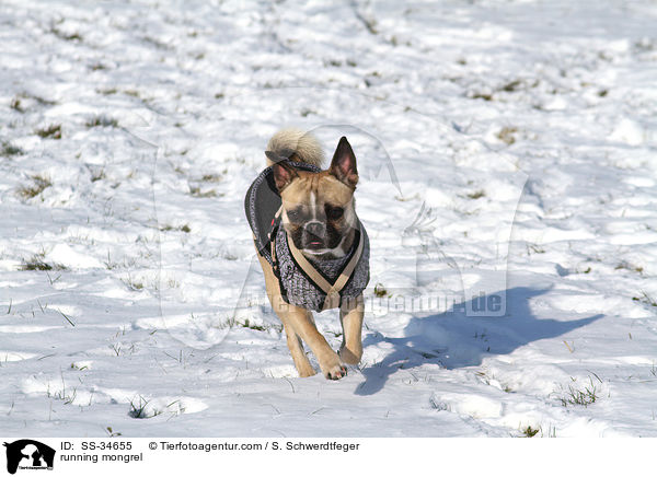 rennender Bulldoggen-Mix / running mongrel / SS-34655