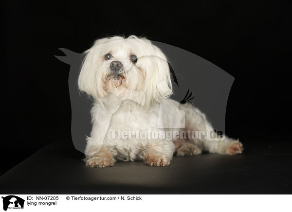 liegender Malteser-Mix / lying mongrel / NN-07205