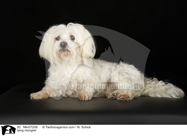 liegender Malteser-Mix / lying mongrel / NN-07206
