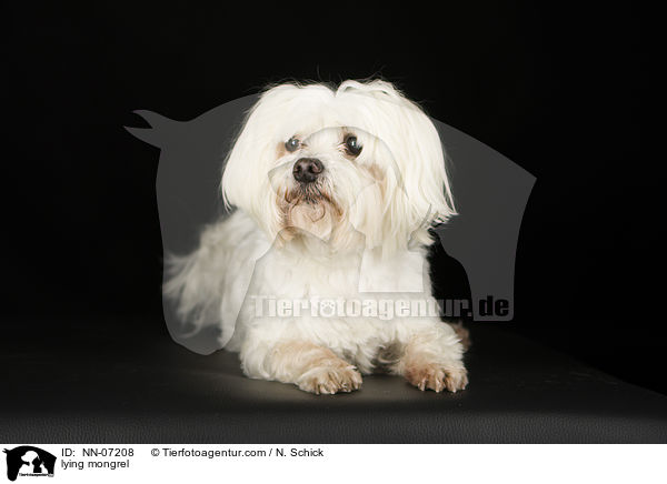 liegender Malteser-Mix / lying mongrel / NN-07208