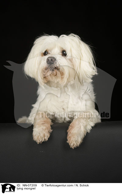 liegender Malteser-Mix / NN-07209