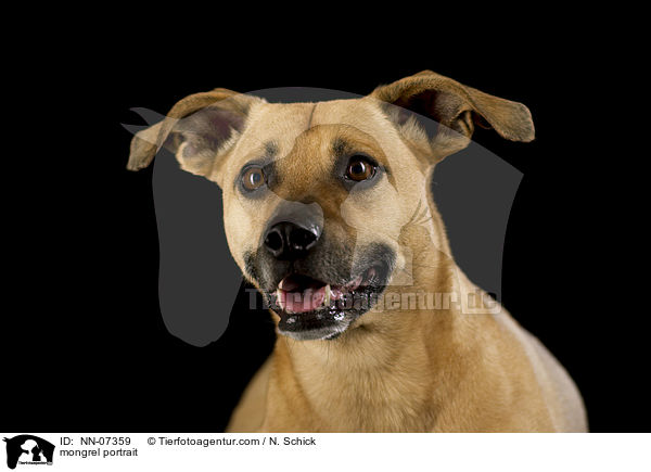 mongrel portrait / NN-07359
