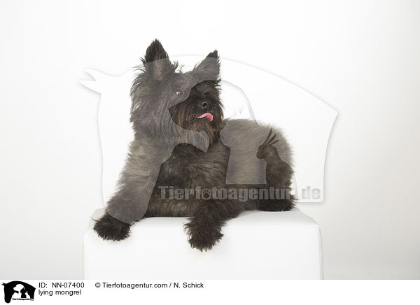 liegender Mischling / lying mongrel / NN-07400