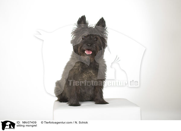 sitzender Mischling / sitting mongrel / NN-07409