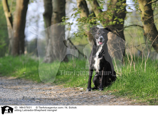 sitzender Labrador-Schferhund-Mix / sitting Labrador-Shepherd mongrel / NN-07831