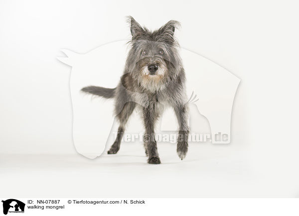 laufender Mischling / walking mongrel / NN-07887