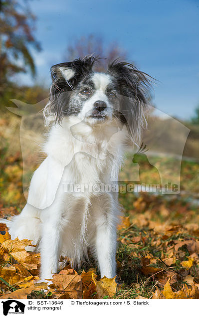 sitzender Mischling / sitting mongrel / SST-13646