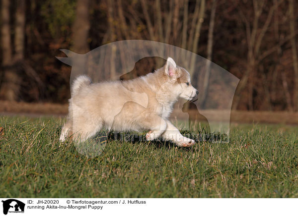 running Akita-Inu-Mongrel Puppy / JH-20020