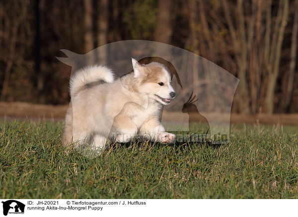 running Akita-Inu-Mongrel Puppy / JH-20021