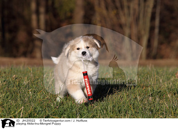 playing Akita-Inu-Mongrel Puppy / JH-20022