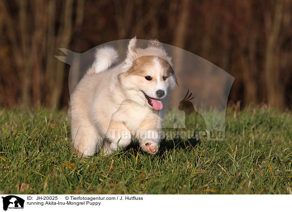 running Akita-Inu-Mongrel Puppy / JH-20025