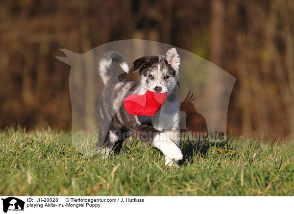 playing Akita-Inu-Mongrel Puppy / JH-20028