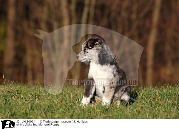 sitting Akita-Inu-Mongrel Puppy / JH-20034