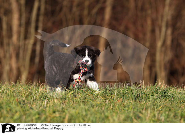 playing Akita-Inu-Mongrel Puppy / JH-20038