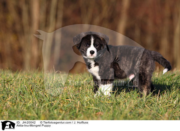 Akita-Inu-Mongrel Puppy / JH-20042
