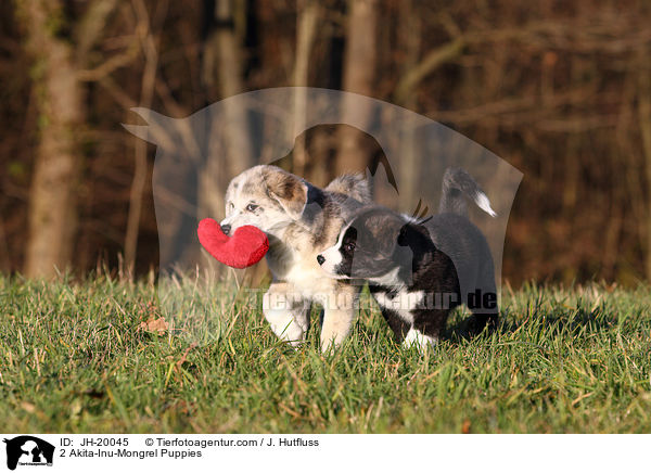 2 Akita-Inu-Mix Welpen / 2 Akita-Inu-Mongrel Puppies / JH-20045